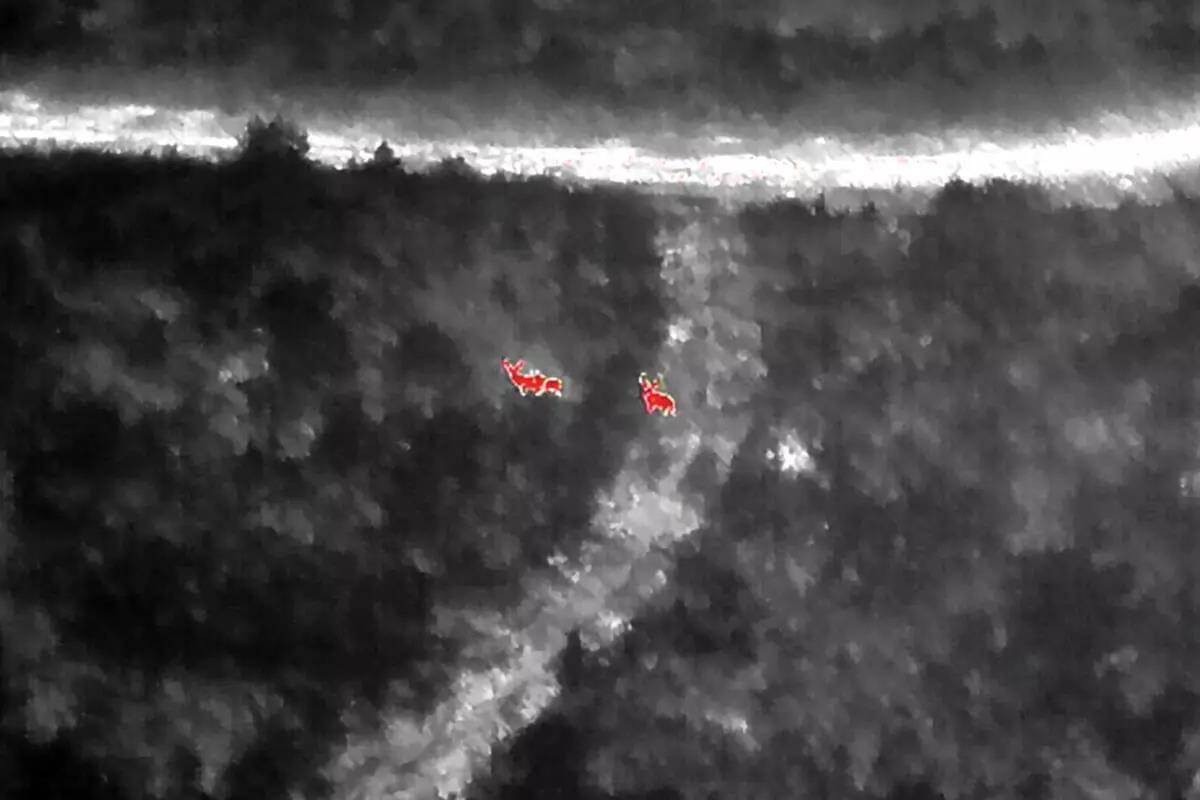 Thermal drone view of two whitetail deer on a travel corridor at night