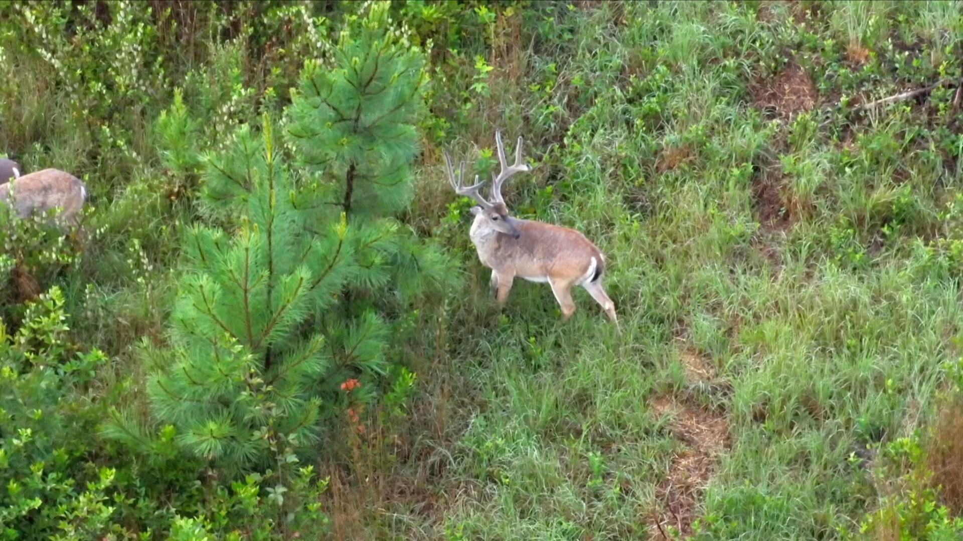 Optical drone image of a wide-racked whitetail buck in timber