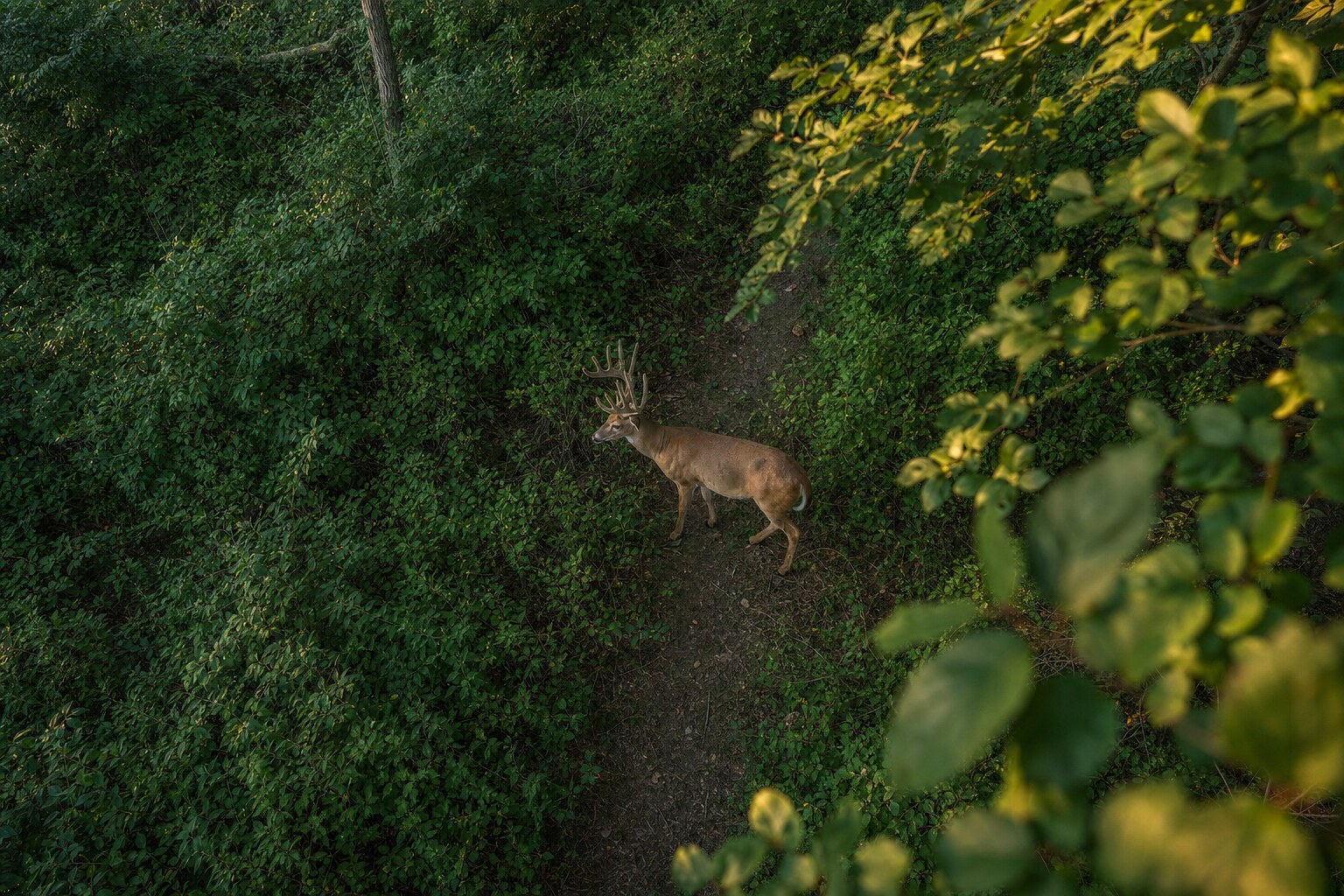 Aerial drone photograph of a mature velvet whitetail buck stepping onto a narrow deer trail through summer honeysuckle at last light